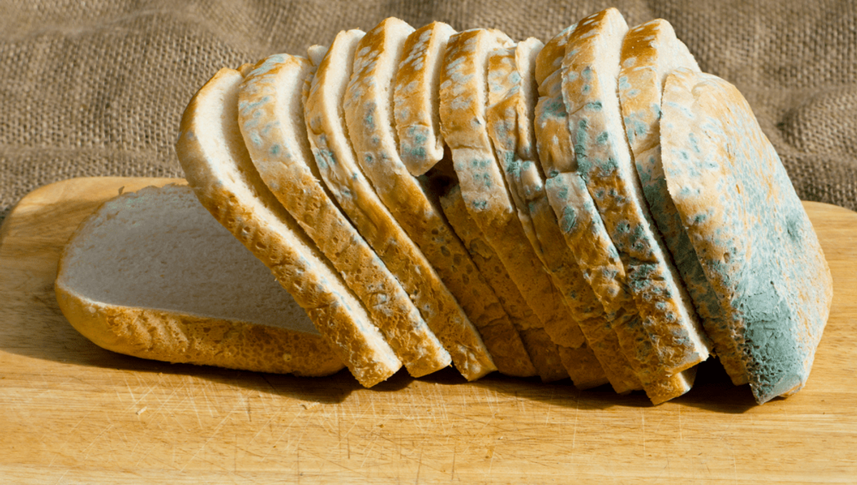 Oops! Did You Eat Moldy Bread? Discover Its Hidden Impact!